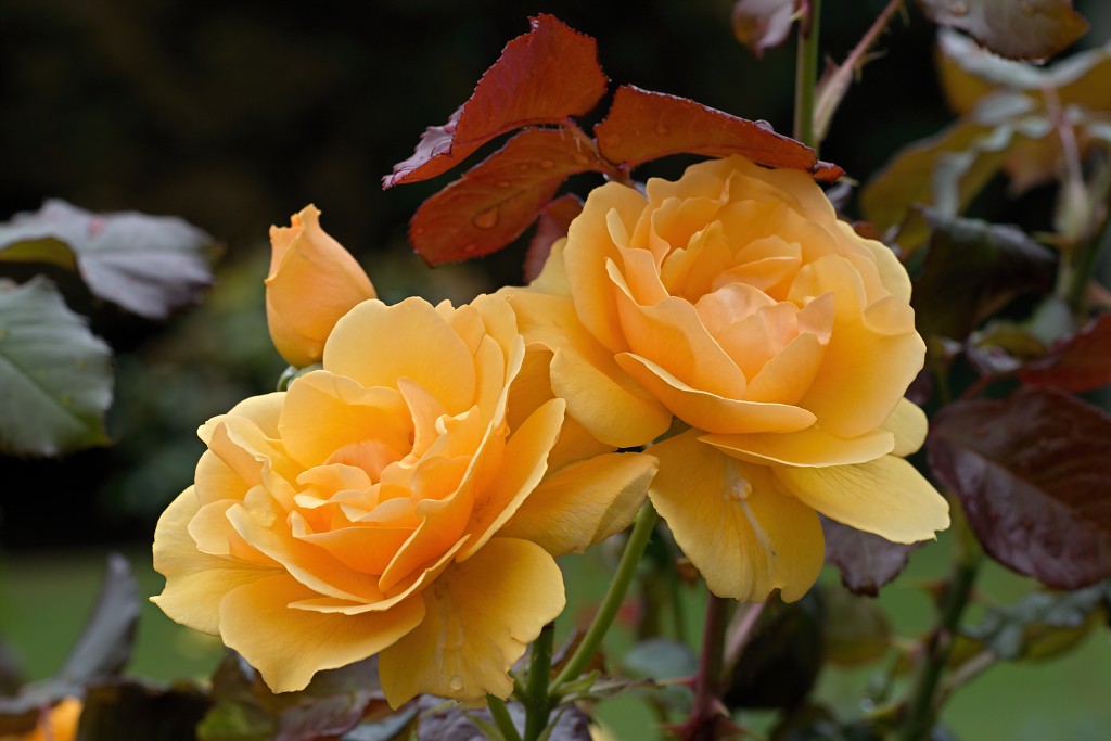 rozen roos rosa hdr natuur bloem bloemen cultivars cultivar rosaceae tuin rozentuin valentijn liefde